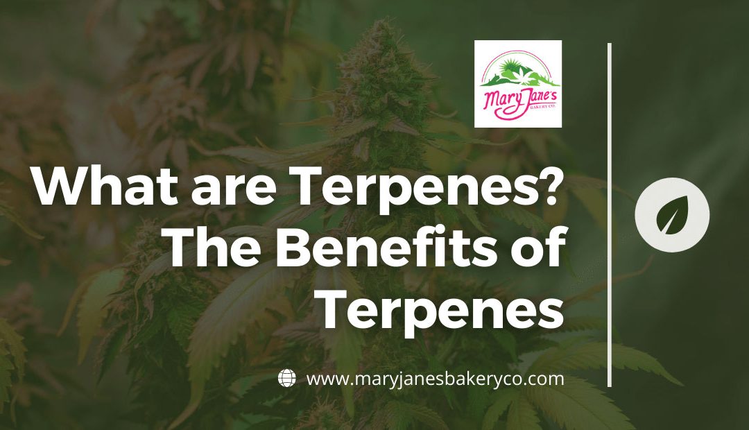 What are Terpenes? The Benefits of Terpenes