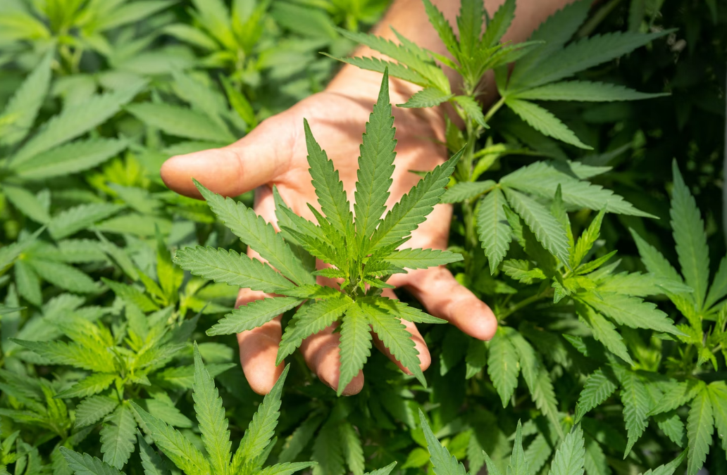 5 Illnesses that can be Potentially Treated with CBD