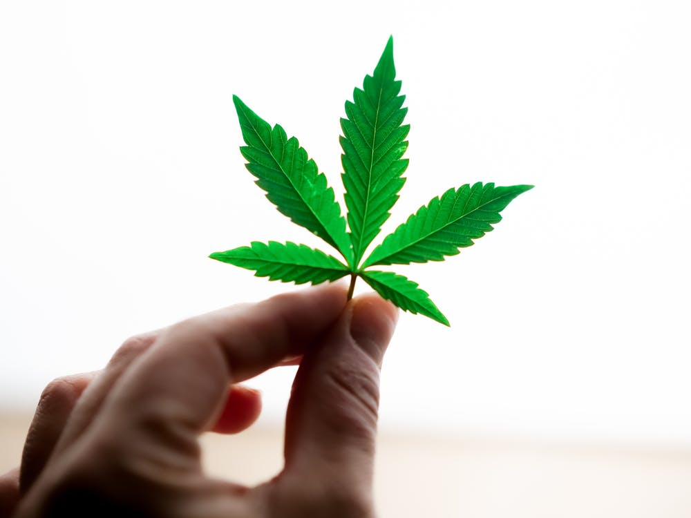 Person holding a cannabis leaf