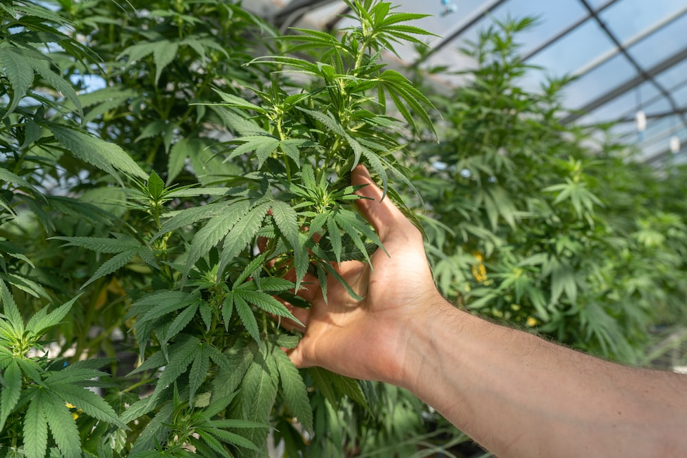 Person touching cannabis plants