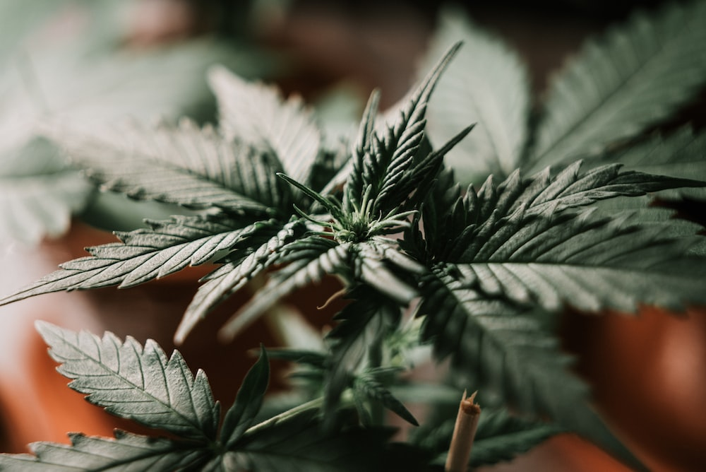 Close-up shot of a cannabis plant