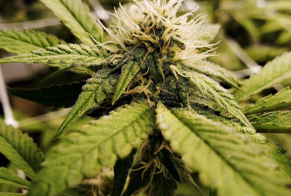4 Things to Consider When Using CBD and Delta-8 THC Together