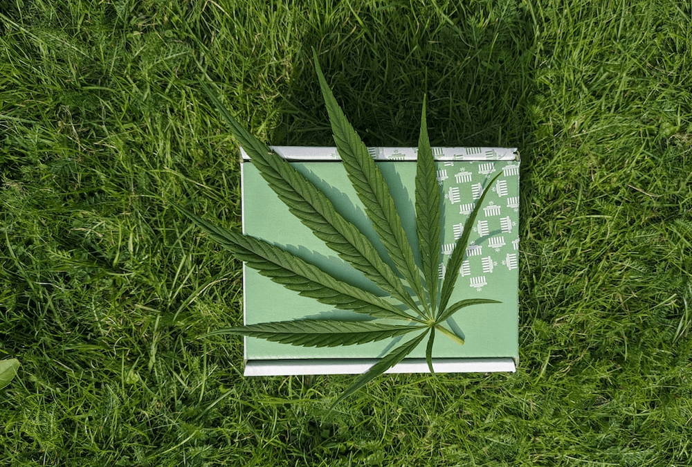 Cannabis leaves on the grass