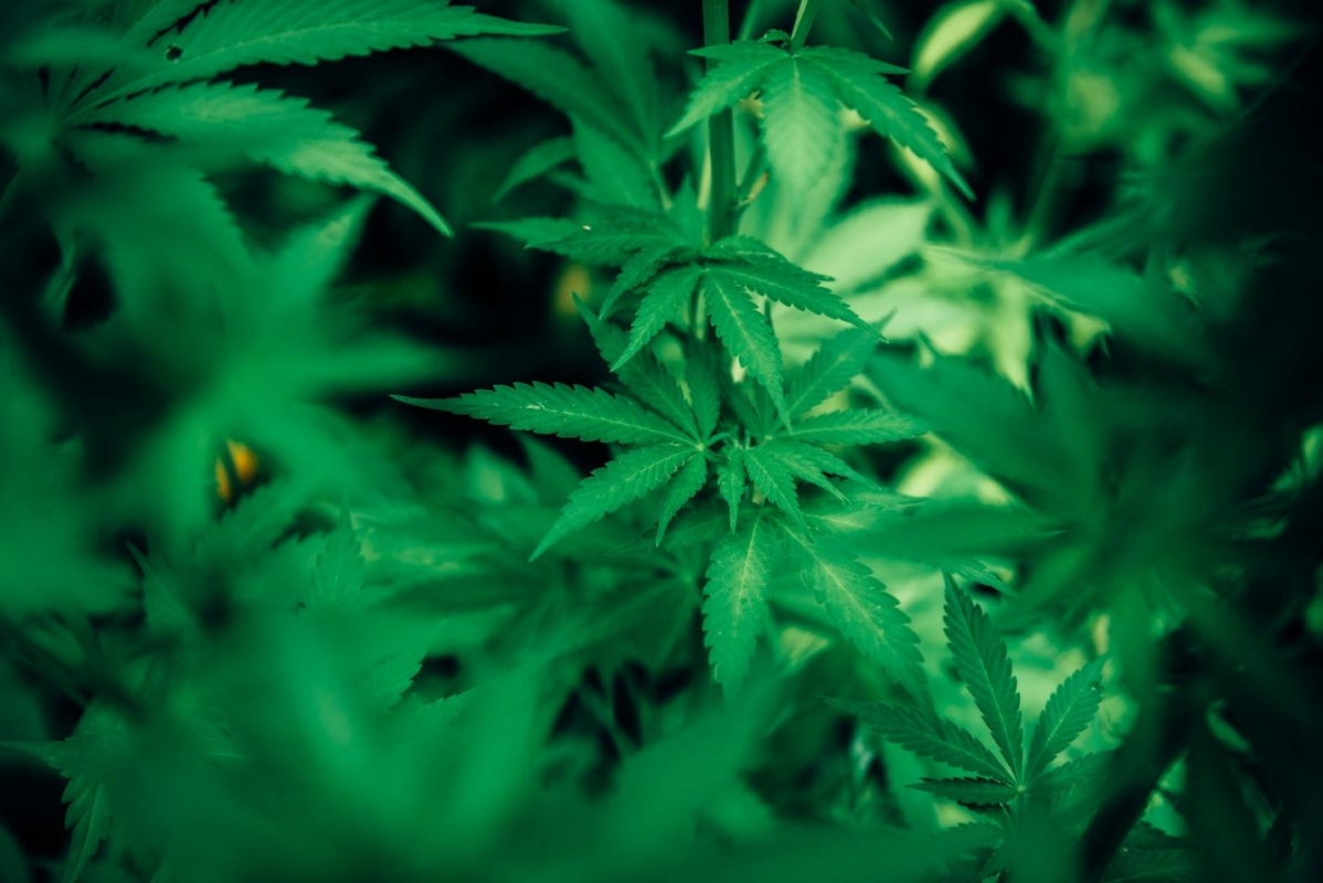 CBD hemp flower products marketplace