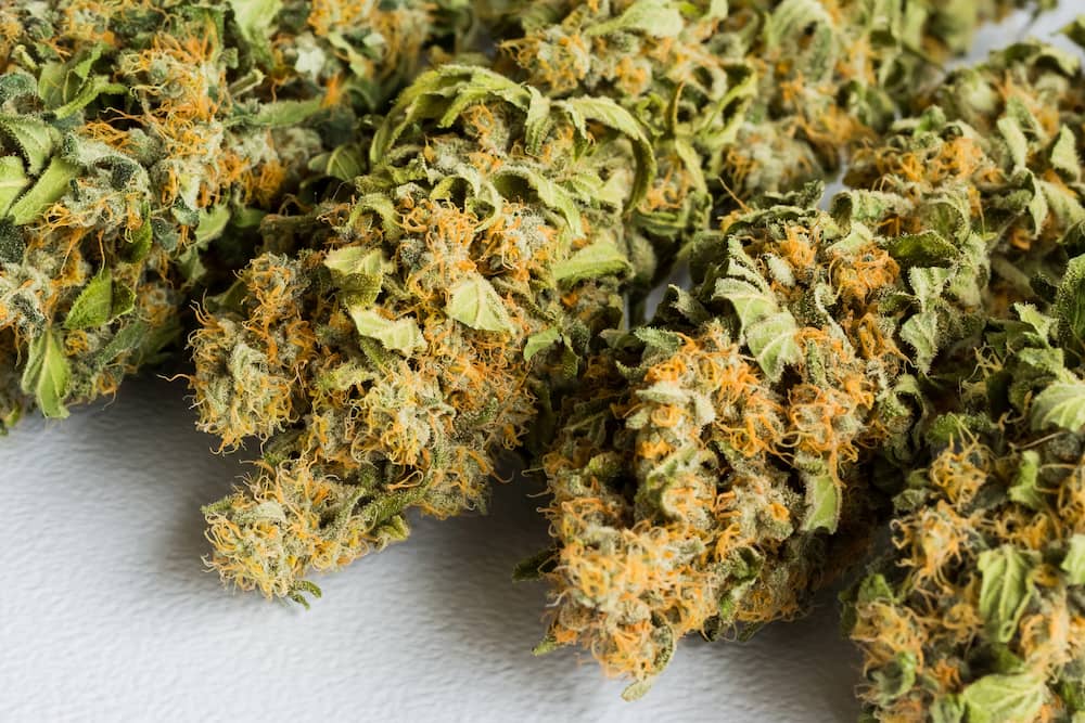 Sativa vs. Indica vs. Hybrid_ Which Cannabis Strain is Right for You_